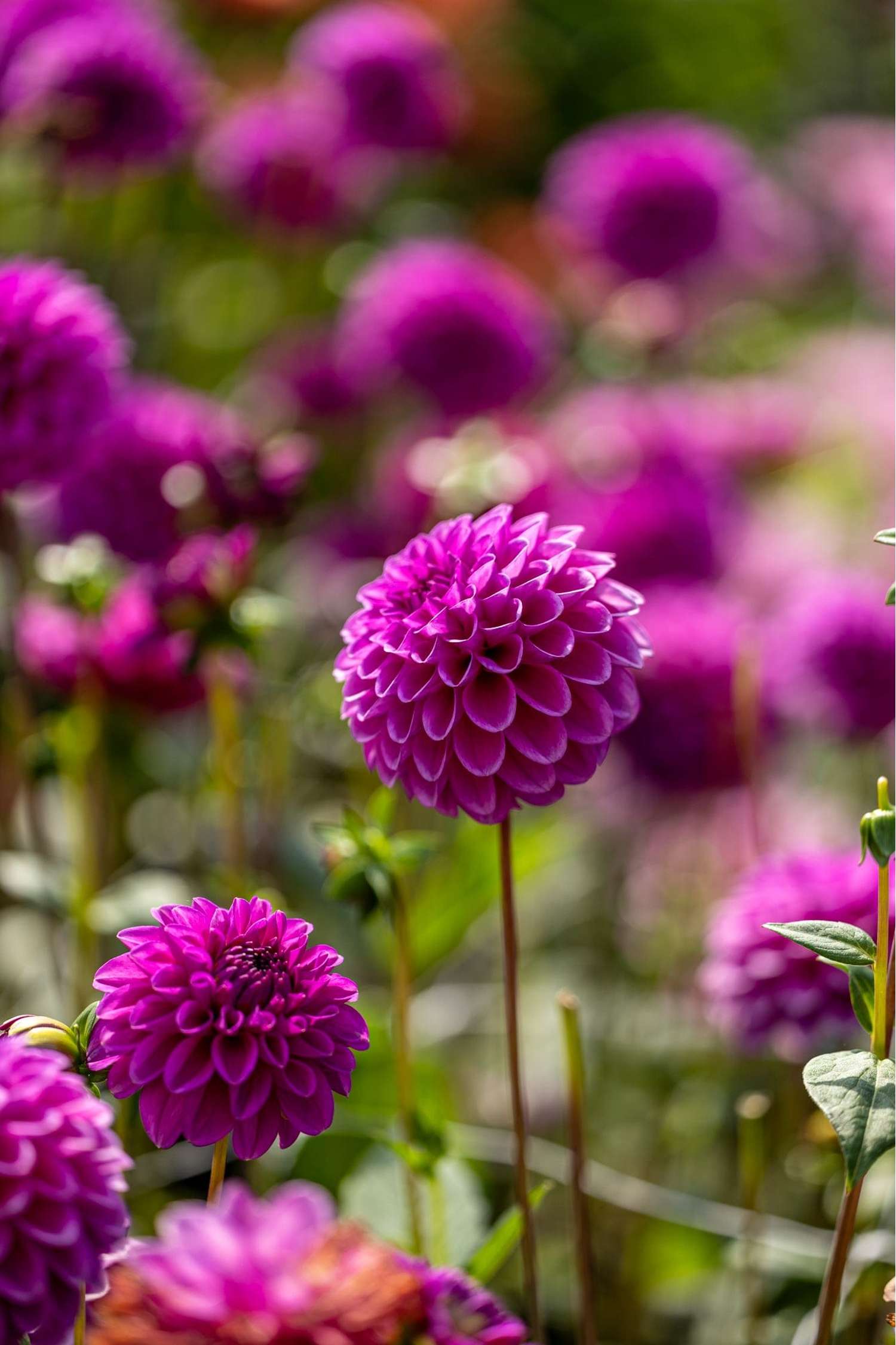 Dahlie 'Purple Fox'